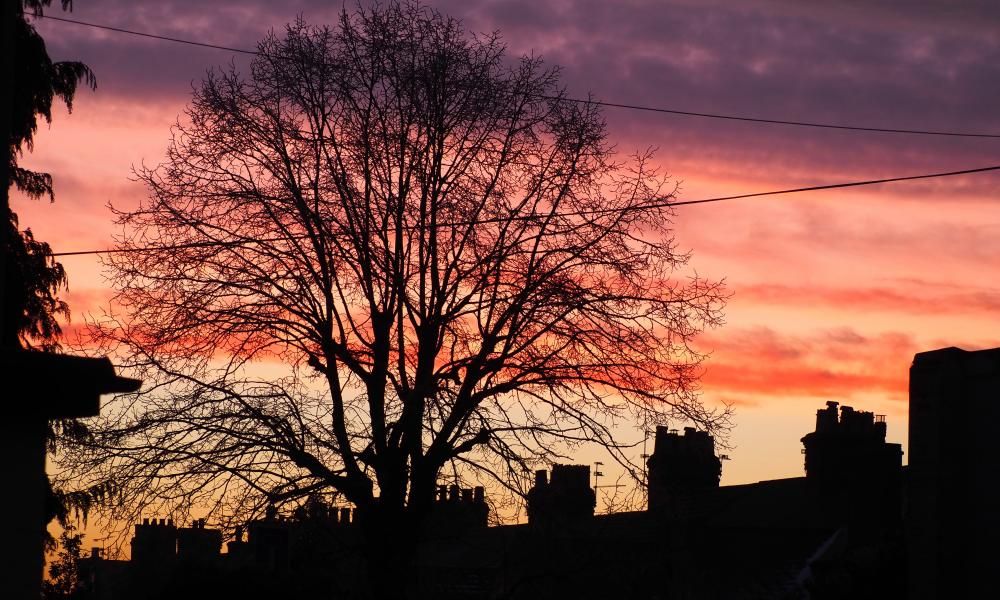 Country diary Why do we stare at bare winter trees?