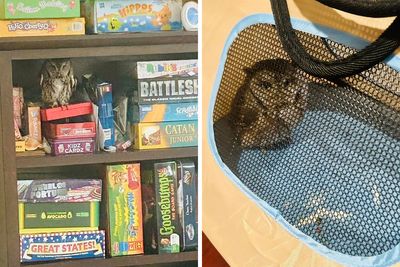 This Owl Didn’t Give A “Hoot”: Owl Rescued From Connecticut Home After Hiding Among Board Games