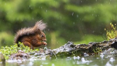 10 pro photo tips for taking fantastic wildlife portraits in the rain!