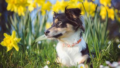 Are spring bulbs poisonous to pets? Experts discuss the dangers of these beautiful blooms