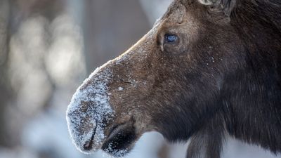 Skiers have close encounter with mama moose on newly-opened terrain