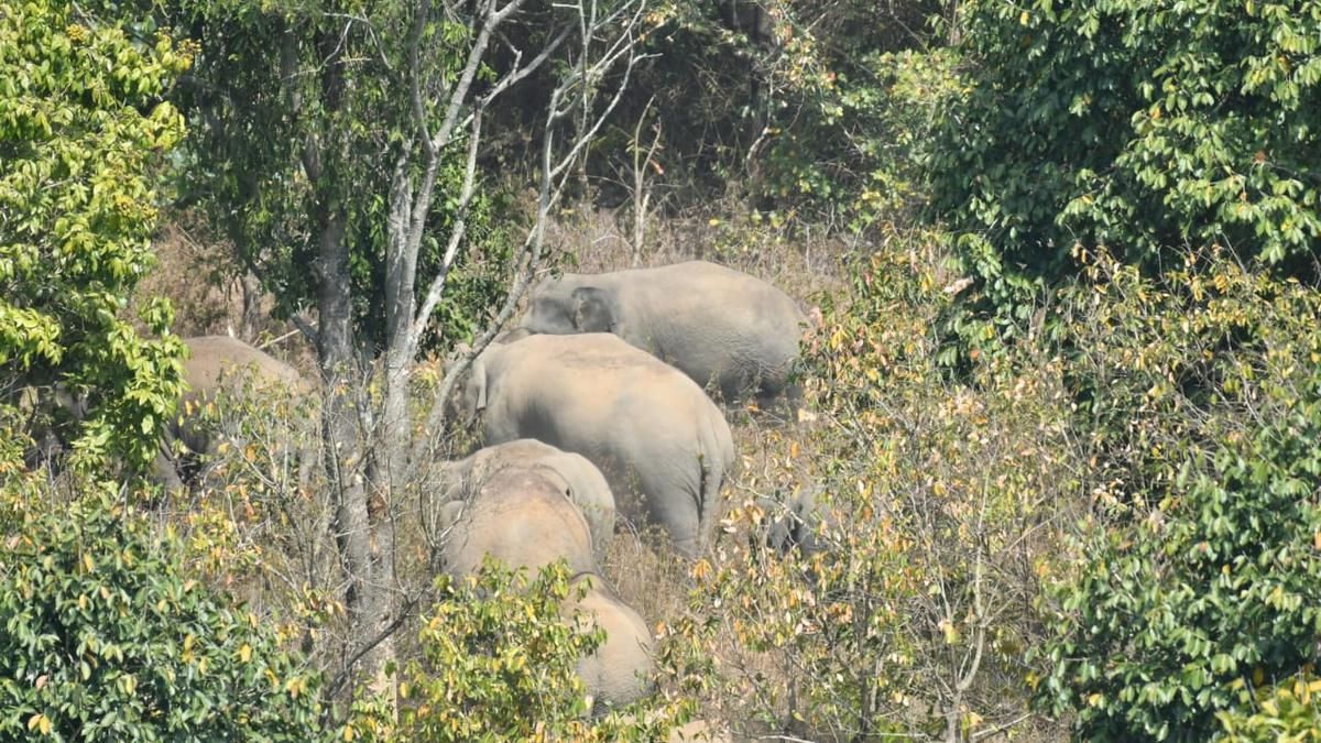 A herd of wild elephants spotted near Chikkamagaluru…