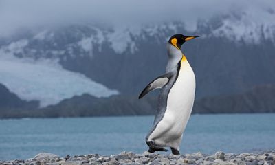 First penguins die in Antarctic of deadly H5N1 bird flu strain