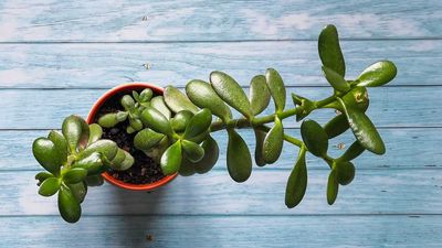 How to prune a jade plant – a step-by-step guide to success