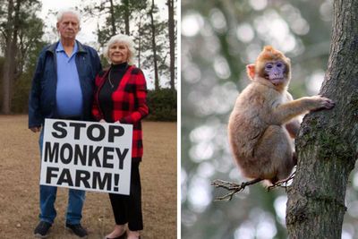 “What If One Gets Out?“: Residents Of Georgia Town Rally Against Farm To House 30,000 Monkeys