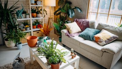 7 easy-care indoor plants for living rooms — minimal time, maximum impact