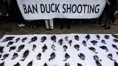 Premier denies duck shooting links killed Vic ban