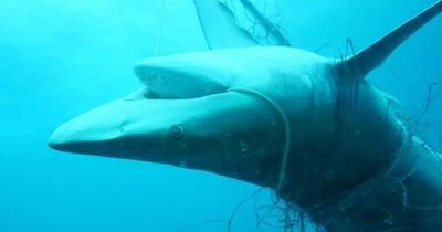 Shark nets failing to keep Hunter beaches safe