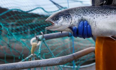 ‘Unacceptable greenwashing’: Scottish farmed salmon should not be labelled organic, say charities