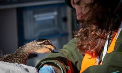 ‘Shock and disappointment’ among some Labor MPs over Victorian government’s decision on duck hunting ban