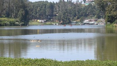 Bird population plummets at Ooty lake, conservationists blame government construction projects
