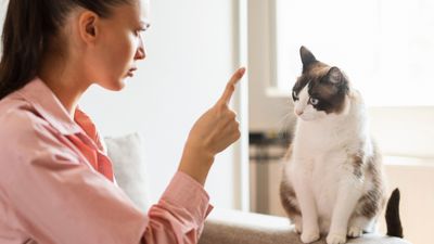 4 things you should never do to your cat, according to an expert