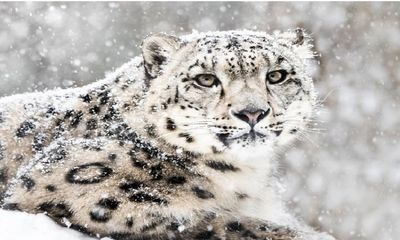 Total 718 snow leopards in India, highest in Ladakh 477: Wildlife Institute