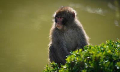 Efforts to trace monkey that fled Scottish wildlife park intensify