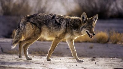 "Careless" coyote hunter accidentally shoots partner on Colorado hunting trip