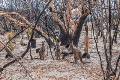 Australia’s black summer bushfires ripped billions from the tourism industry. Is global warming making the cost of natural disasters worse?