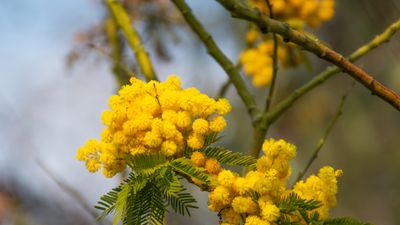 How to prune and maintain mimosa – to keep these fast-growing trees in check