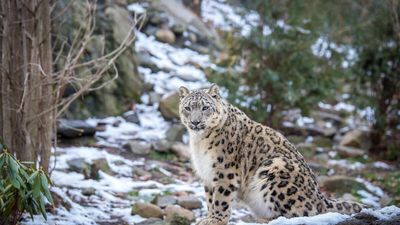 First ever survey puts India’s snow leopard count at 718