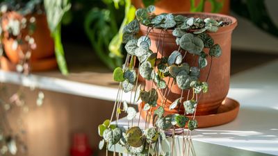 Four trailing houseplants to instantly elevate your space