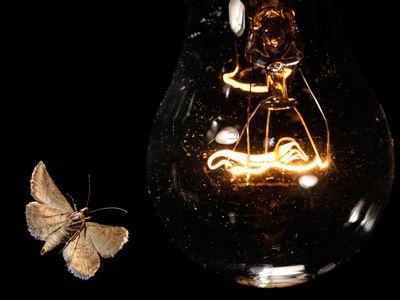 'Like moths to a flame'? Here's what's going on with insects and porch lights