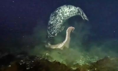 Watch: Diver witnesses ’rare and exciting’ seal attack on octopus