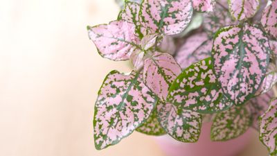 Polka dot plant care guide – 5 expert tips for growing this patterned houseplant