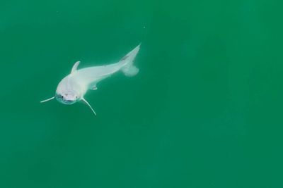 Newborn shark pup filmed for first time