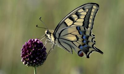 Rare swallowtail butterfly suffers worst summer since records began