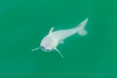 Baby shark! Researchers may have captured first image of newborn great white