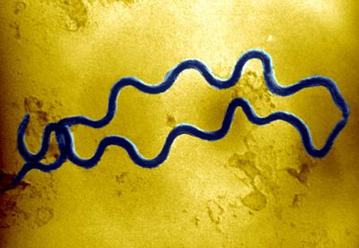 HHS launches syphilis strategy amid rising cases - Roll Call