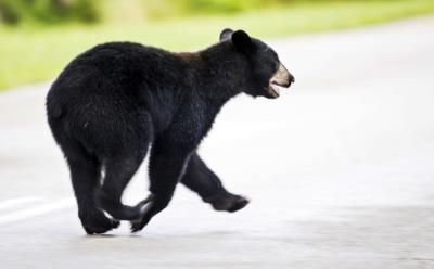Florida Bill Allows Fatal Force against Threatening Bears on Property