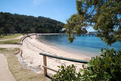 Are shark bites on the rise and how can swimmers stay safe in Sydney?