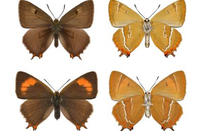 Brown hairstreak: the rare butterfly quietly retaking London and beyond