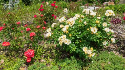 When and how to prune drift roses to keep these compact bushes blooming