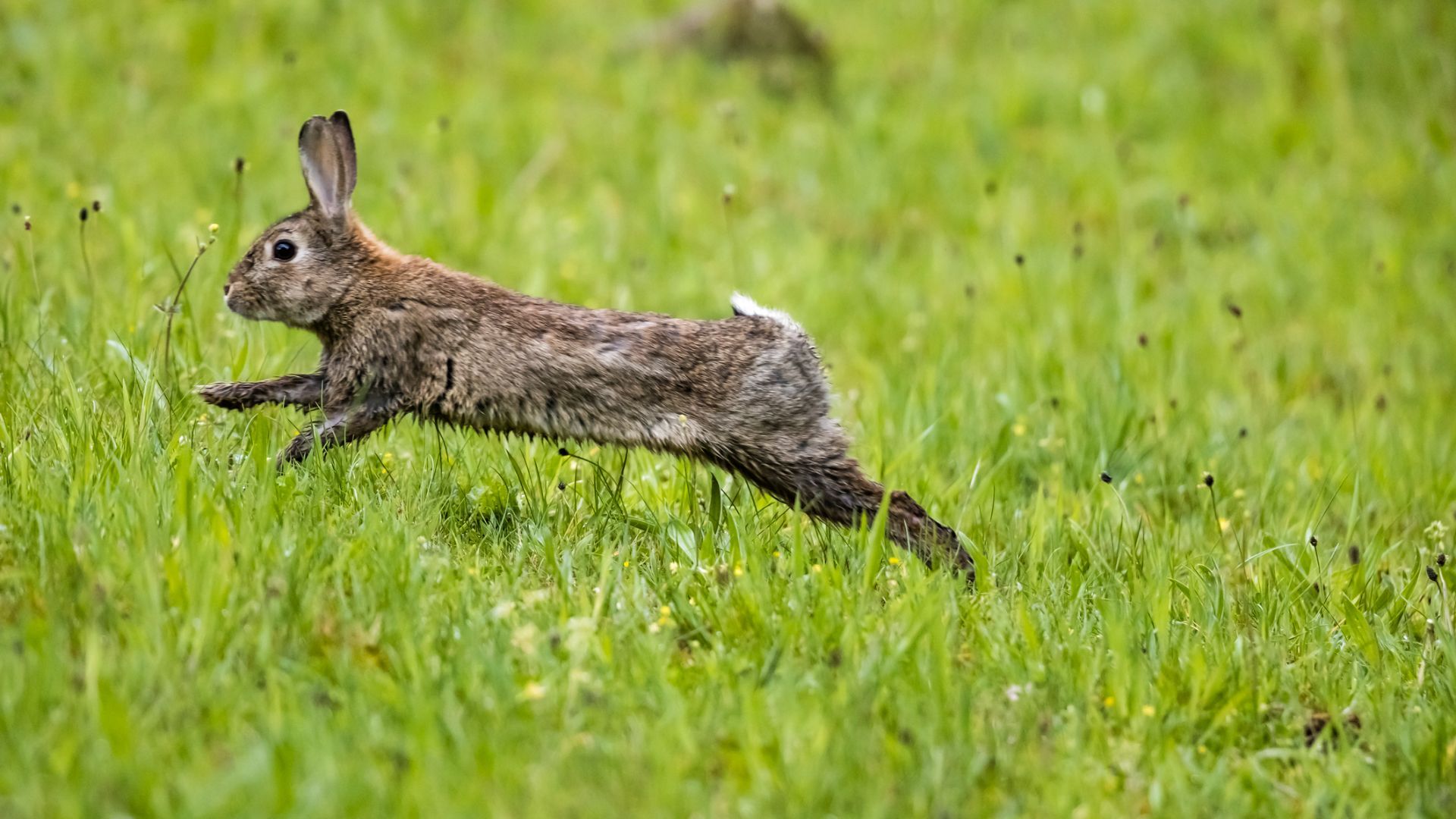 32 facts about rabbits that might surprise you