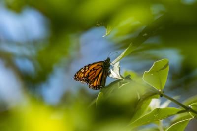 Western Monarch Butterfly Population Declines by 30% in California