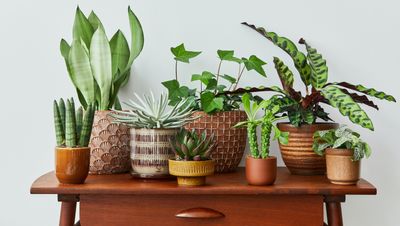 How to get rid of gnats in houseplants — and keep the pests away