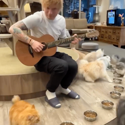 Ed Sheeran Tried Serenading Cats and Failed Miserably to Impress Them