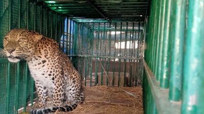 Leopard cubs reunited with their mother