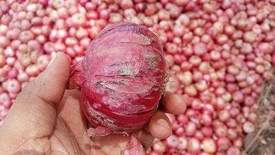Glut in market leaves onion traders teary eyed