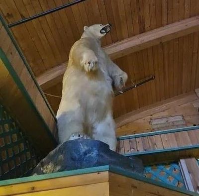 Fell off the back of an iceberg: stuffed 500lb polar bear stolen in Canada heist