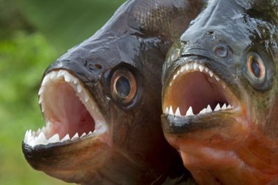 How fast can piranhas eat a dog?