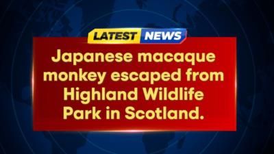 Escaped Japanese macaque monkey evades capture in Scottish highlands