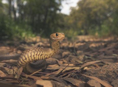 Cyclist scoops up deadly snake with his rear wheel