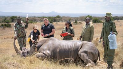 1st-ever white rhino IVF sparks hope that 'doomed species' could still be saved, despite there being no males left