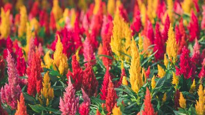 How to grow celosia – the flowering plant that is unapologetically over-the-top