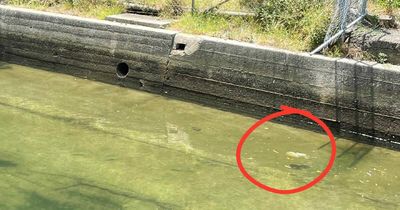 Is that a plastic bag in the drain? No, that's a jellyfish