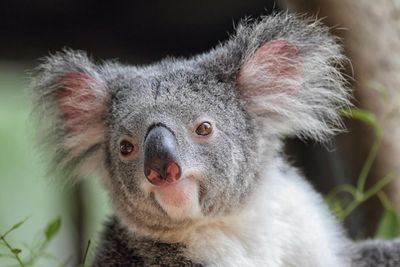 Tanya Plibersek urged to block ‘climate-wrecking’ Queensland coalmine that would raze koala habitat