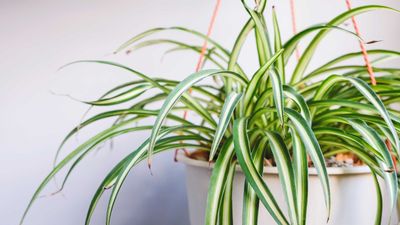 How to care for a spider plant — 7 essential tips from houseplant experts