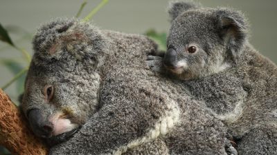 Koalas threatened by mine approval: environmentalists